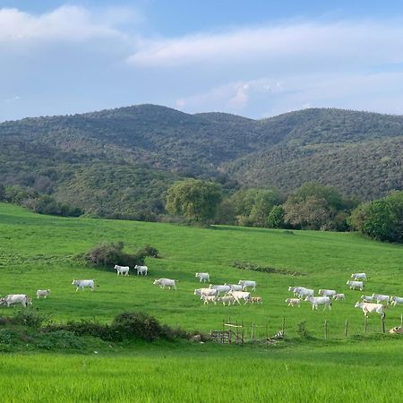 Fattoria Tolomei Campagnatico ภายนอก รูปภาพ