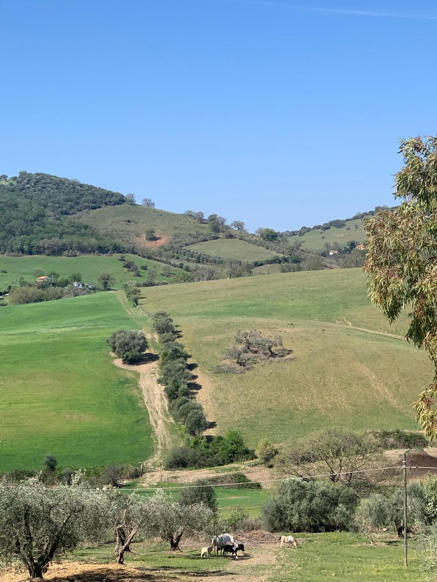Fattoria Tolomei Campagnatico ภายนอก รูปภาพ