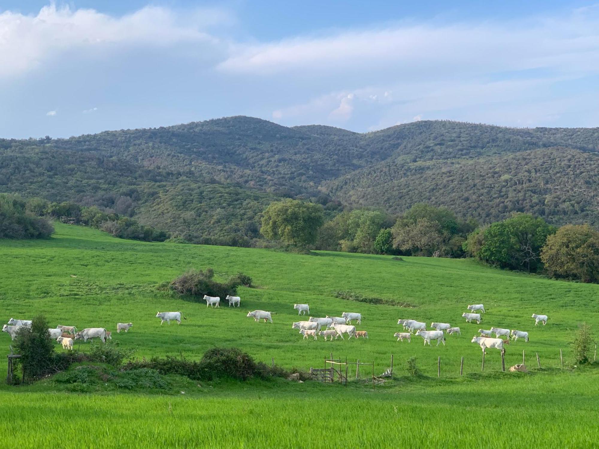 Fattoria Tolomei Campagnatico ภายนอก รูปภาพ