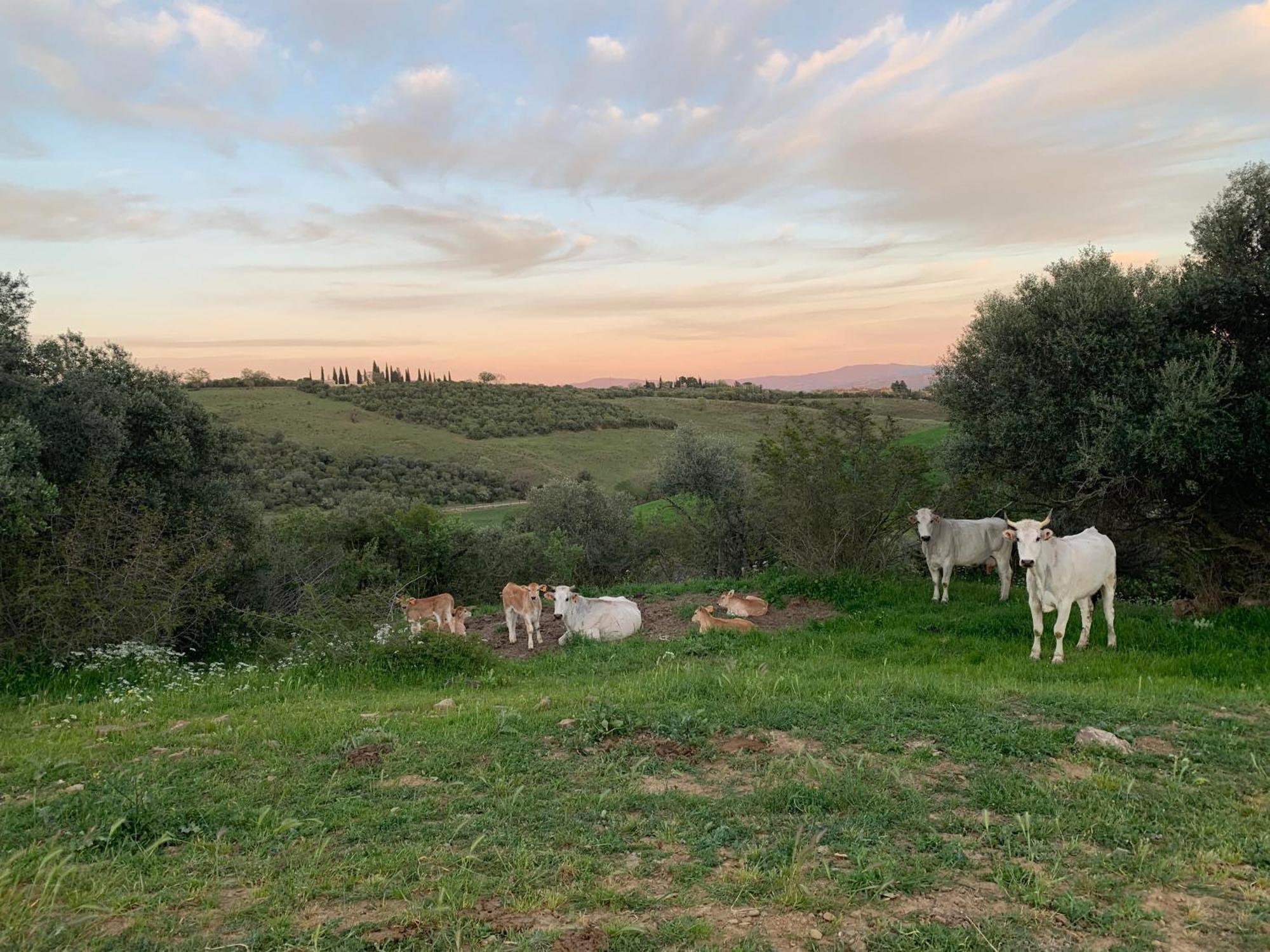Fattoria Tolomei Campagnatico ภายนอก รูปภาพ